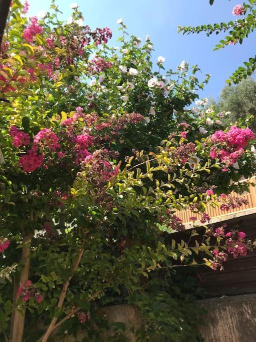 Appartement Sur La Colline Avec Acces Piscine Volx Exteriér fotografie